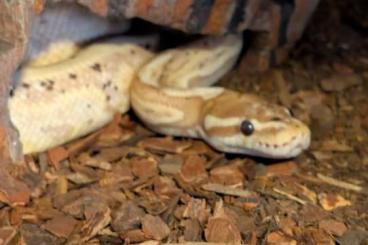 Königspythons kaufen und verkaufen Foto: Männliche Königspython (Banana Morph) abzugeben Königspythons kaufen und verkaufen Foto: Männliche Königspython (Banana Morph) abzugeben
