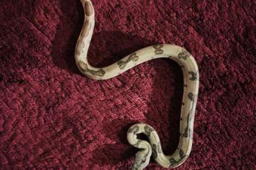 Boas kaufen und verkaufen Foto: Boa Constrictor Imperator Boas kaufen und verkaufen Foto: Boa Constrictor Imperator