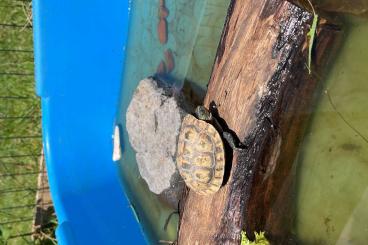 Turtles kaufen und verkaufen Photo: chinesische streifenschildkröte Turtles kaufen und verkaufen Photo: chinesische streifenschildkröte