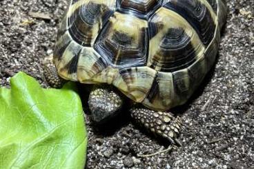 Landschildkröten kaufen und verkaufen Foto: Griechische Landschildkröte 2015 w Landschildkröten kaufen und verkaufen Foto: Griechische Landschildkröte 2015 w