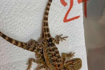 Bartagamen kaufen und verkaufen Foto: Bartagamen pogona vitticeps sunkissed zu verkaufen NZ 5.25 Bartagamen kaufen und verkaufen Foto: Bartagamen pogona vitticeps sunkissed zu verkaufen NZ 5.25