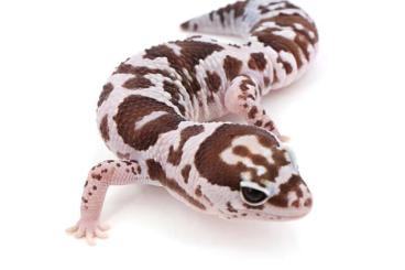 Lizards kaufen und verkaufen Photo: Hemitheconyx caudicinctus Lizards kaufen und verkaufen Photo: Hemitheconyx caudicinctus