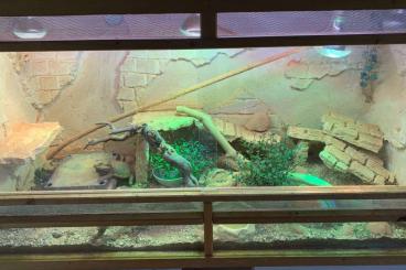 Bearded dragons kaufen und verkaufen Photo: Bartagame (inkl. Terrarium) sucht neues Zuhause Bearded dragons kaufen und verkaufen Photo: Bartagame (inkl. Terrarium) sucht neues Zuhause
