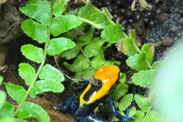 Pfeilgiftfrösche kaufen und verkaufen Photo: Dendrobates tinctorius Brasilianer Pfeilgiftfrösche kaufen und verkaufen Photo: Dendrobates tinctorius Brasilianer
