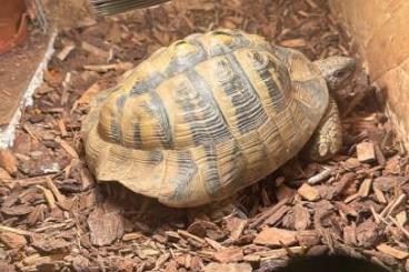 Landschildkröten kaufen und verkaufen Foto: Griechische Landschildkröte Landschildkröten kaufen und verkaufen Foto: Griechische Landschildkröte