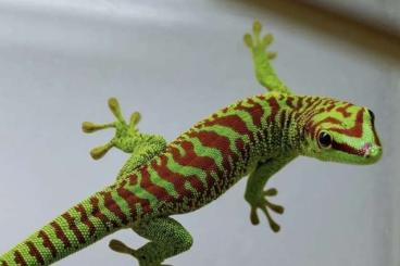 Echsen kaufen und verkaufen Foto: 1.0 Phelsuma grandis HR top line Echsen kaufen und verkaufen Foto: 1.0 Phelsuma grandis HR top line