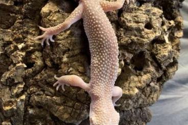 Geckos kaufen und verkaufen Foto: Leopardgecko Weibchen abzugeben Geckos kaufen und verkaufen Foto: Leopardgecko Weibchen abzugeben