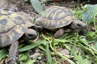 Tortoises kaufen und verkaufen Photo: 2 männliche Griechische Landschildkröten (NZ 2007) Tortoises kaufen und verkaufen Photo: 2 männliche Griechische Landschildkröten (NZ 2007)