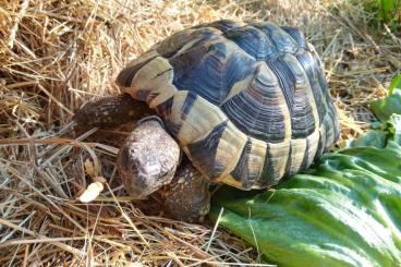 Tortoises kaufen und verkaufen Photo: Griechische Landschildkröte 10 Jahre mit Papieren abzugeben Tortoises kaufen und verkaufen Photo: Griechische Landschildkröte 10 Jahre mit Papieren abzugeben