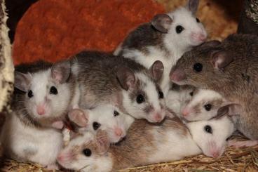 Feeder animals kaufen und verkaufen Photo: suche Vielzitzenmäuse jeglicher Größe Feeder animals kaufen und verkaufen Photo: suche Vielzitzenmäuse jeglicher Größe
