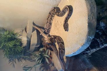 Pythons kaufen und verkaufen Foto: Verschenke Königspython weiblich Pythons kaufen und verkaufen Foto: Verschenke Königspython weiblich
