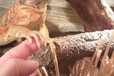 Bearded dragons kaufen und verkaufen Photo: 3jähriger Farbbartagamen-Bock abzugeben Bearded dragons kaufen und verkaufen Photo: 3jähriger Farbbartagamen-Bock abzugeben