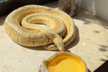 Königspythons kaufen und verkaufen Foto: Ausgewachsene Königspython Dame! Mit Terrarium! Königspythons kaufen und verkaufen Foto: Ausgewachsene Königspython Dame! Mit Terrarium!