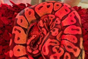 Ball Pythons kaufen und verkaufen Photo: Königspython dringend abzugeben Ball Pythons kaufen und verkaufen Photo: Königspython dringend abzugeben