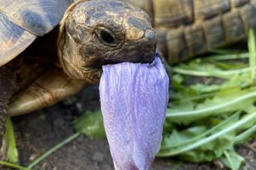 Tortoises kaufen und verkaufen Photo: Schildkröte sucht Zuhause Tortoises kaufen und verkaufen Photo: Schildkröte sucht Zuhause