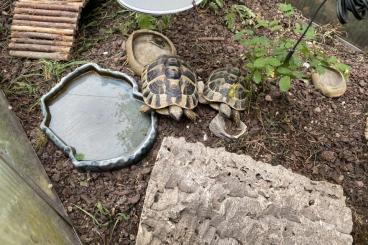 Tortoises kaufen und verkaufen Photo: 2 Griechische Landschildkröten inkl. Zubehör Tortoises kaufen und verkaufen Photo: 2 Griechische Landschildkröten inkl. Zubehör