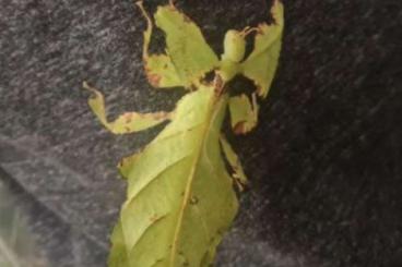 Insekten kaufen und verkaufen Foto: Großes Wandelndes Blatt - Phyllium gigantheum - Eier Insekten kaufen und verkaufen Foto: Großes Wandelndes Blatt - Phyllium gigantheum - Eier