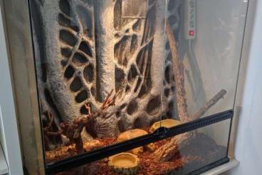 Nattern ungiftige kaufen und verkaufen Foto: 2 Kornnattern mit voll ausgestattetem Terrarium abzugeben Nattern ungiftige kaufen und verkaufen Foto: 2 Kornnattern mit voll ausgestattetem Terrarium abzugeben