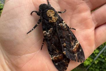 Insekten kaufen und verkaufen Foto: Acherontia atropos (Totenkopfschwärmer) - Eier und Raupen