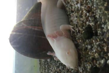 newts and salamanders kaufen und verkaufen Photo: Axolotl (zwei Weibchen) abzugeben newts and salamanders kaufen und verkaufen Photo: Axolotl (zwei Weibchen) abzugeben