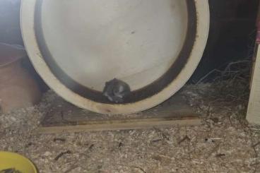 Exotic mammals kaufen und verkaufen Photo: Campelhamster Nachwuchs 8 Wochen Exotic mammals kaufen und verkaufen Photo: Campelhamster Nachwuchs 8 Wochen