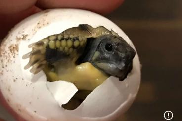 Tortoises kaufen und verkaufen Photo: THB Griechische Landschildkröten NZ 2024 Tortoises kaufen und verkaufen Photo: THB Griechische Landschildkröten NZ 2024