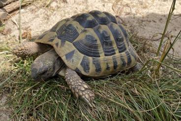 Tortoises kaufen und verkaufen Photo: THB Griechische Landschildkröte Männchen NZ 2019 Tortoises kaufen und verkaufen Photo: THB Griechische Landschildkröte Männchen NZ 2019