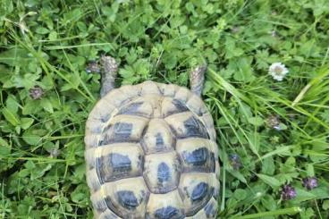 Tortoises kaufen und verkaufen Photo: Griechische Landschildkröten Tortoises kaufen und verkaufen Photo: Griechische Landschildkröten