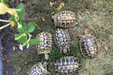 Tortoises kaufen und verkaufen Photo: Nachzuchten Griechische Landschildkröten THB suchen neues Zuhause Tortoises kaufen und verkaufen Photo: Nachzuchten Griechische Landschildkröten THB suchen neues Zuhause