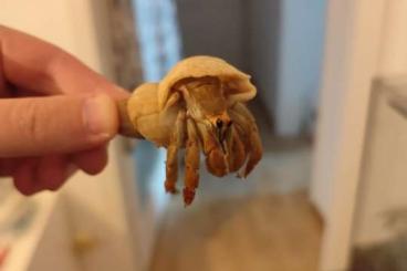 Krebstiere terrestrisch kaufen und verkaufen Foto: Einsiedlerkrebs in 1020 Wien Krebstiere terrestrisch kaufen und verkaufen Foto: Einsiedlerkrebs in 1020 Wien