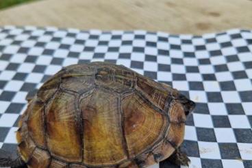 Sumpfschildkröten kaufen und verkaufen Foto: Biete Terrapene c. carolina Sumpfschildkröten kaufen und verkaufen Foto: Biete Terrapene c. carolina