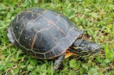 Sumpfschildkröten kaufen und verkaufen Foto: Chrysemys picta dorsalis 0,2 Sumpfschildkröten kaufen und verkaufen Foto: Chrysemys picta dorsalis 0,2