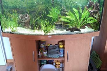 Aquarien kaufen und verkaufen Foto: Juwel Vision 260 + Technik Aquarien kaufen und verkaufen Foto: Juwel Vision 260 + Technik