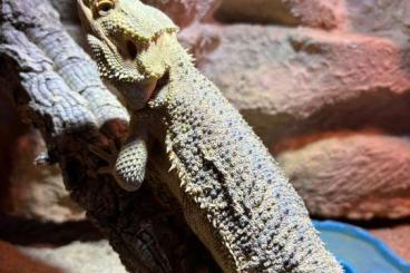 Bearded dragons kaufen und verkaufen Photo: Handzahme Bartagame mit Komplettterrarium & edlem Unterbau Bearded dragons kaufen und verkaufen Photo: Handzahme Bartagame mit Komplettterrarium & edlem Unterbau