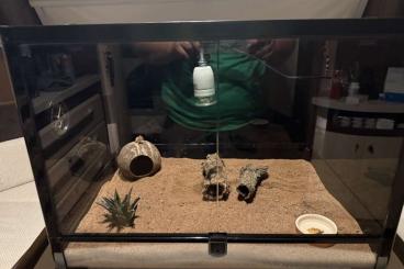 Geckos kaufen und verkaufen Photo: Terrarium mit leopartgecko Geckos kaufen und verkaufen Photo: Terrarium mit leopartgecko