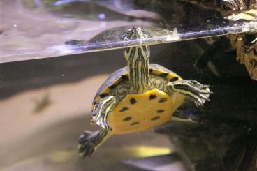 Schildkröten  kaufen und verkaufen Foto: Liebevolle Hände gesucht 