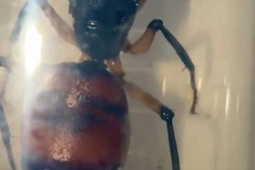 Insekten kaufen und verkaufen Foto: Dinomyrmex gigas brorneesis Königin Insekten kaufen und verkaufen Foto: Dinomyrmex gigas brorneesis Königin