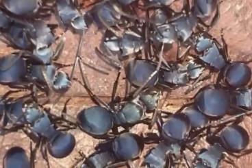 Insekten kaufen und verkaufen Foto: Polyrhachis cf. cyaniventris/ baca Ameisenkolonie Insekten kaufen und verkaufen Foto: Polyrhachis cf. cyaniventris/ baca Ameisenkolonie