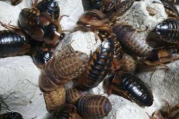Insekten kaufen und verkaufen Foto: Futterinsekten Argentinische Waldschaben Blaptica dubia 100 Stück Insekten kaufen und verkaufen Foto: Futterinsekten Argentinische Waldschaben Blaptica dubia 100 Stück