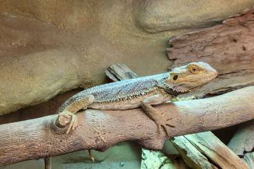 Agamen kaufen und verkaufen Foto: Bartagamen Männchen abzugeben Agamen kaufen und verkaufen Foto: Bartagamen Männchen abzugeben