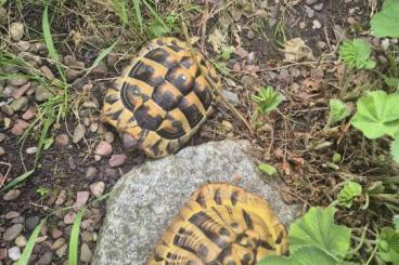 Landschildkröten kaufen und verkaufen Foto: 3 griechische Landschildkröten Landschildkröten kaufen und verkaufen Foto: 3 griechische Landschildkröten