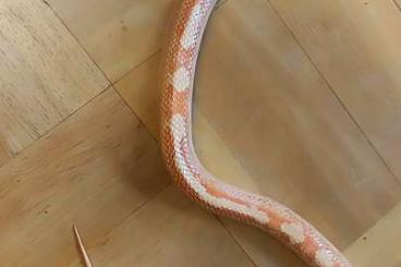 Nattern ungiftige kaufen und verkaufen Foto: 2 Kornnattern adult männlich Nattern ungiftige kaufen und verkaufen Foto: 2 Kornnattern adult männlich