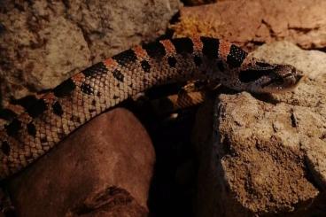 Snakes kaufen und verkaufen Photo: Heterodon simus "Project Simus Florida Line" Snakes kaufen und verkaufen Photo: Heterodon simus "Project Simus Florida Line"