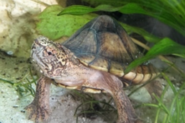 Schildkröten kaufen und verkaufen Foto: Tabasco Klappschildkröten zu verkaufen Schildkröten kaufen und verkaufen Foto: Tabasco Klappschildkröten zu verkaufen