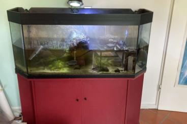 Aquarien kaufen und verkaufen Foto: Aquarium/Paludarium zu verschenken Aquarien kaufen und verkaufen Foto: Aquarium/Paludarium zu verschenken