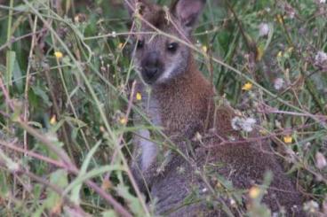 Exotische Säuger kaufen und verkaufen Foto: Wallaby Bock aus eigener Zucht 200€ Exotische Säuger kaufen und verkaufen Foto: Wallaby Bock aus eigener Zucht 200€
