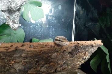 Ball Pythons kaufen und verkaufen Photo: DRINGEND bis 1.8 Zwei Köpys in gute Hände abzugeben! Ball Pythons kaufen und verkaufen Photo: DRINGEND bis 1.8 Zwei Köpys in gute Hände abzugeben!