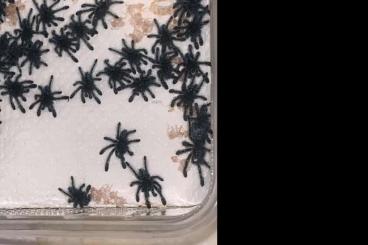 Vogelspinnen kaufen und verkaufen Foto: Caribena Versicolor/ Martinique Baumvogelspinne DNZ 05/2025 Vogelspinnen kaufen und verkaufen Foto: Caribena Versicolor/ Martinique Baumvogelspinne DNZ 05/2025