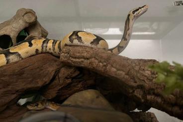 Snakes kaufen und verkaufen Photo: 0.1 Clown piebald 1.0 Fire pastel DH Clown/axanthic(tsk) Snakes kaufen und verkaufen Photo: 0.1 Clown piebald 1.0 Fire pastel DH Clown/axanthic(tsk)