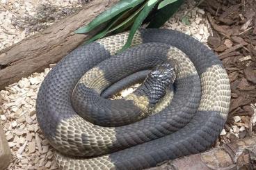 Giftschlangen kaufen und verkaufen Foto: Naja annulifera - Banded snouted Cobra Giftschlangen kaufen und verkaufen Foto: Naja annulifera - Banded snouted Cobra